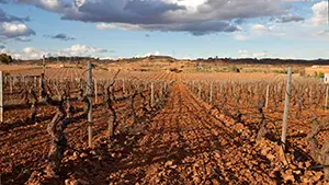 Bodegas El Pacto