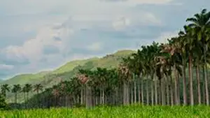 Destilería Hacienda Santa Teresa Venezuela